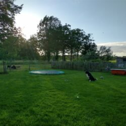 Foto van een tuin met trampoline en schapenweide