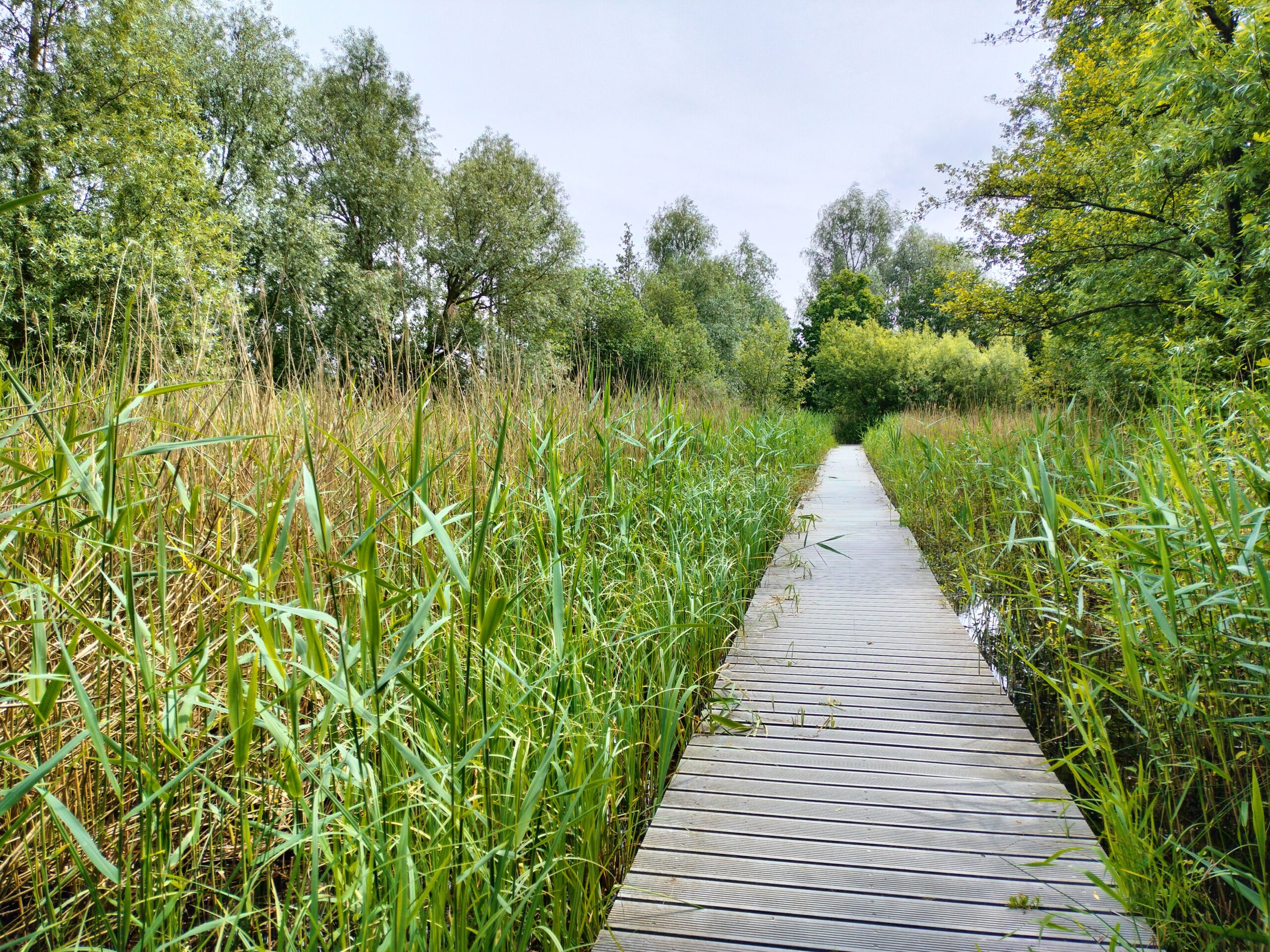 Foto van een vlonderpad over een plas in een groen natuurgebied