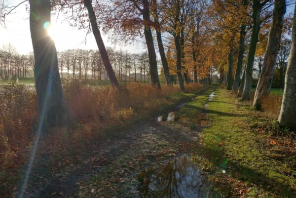 Foto met dreef vol met plassen in de herfst