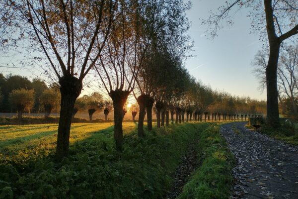 Foto van een pad en gracht met knotwilgen langs in de opgaande zon