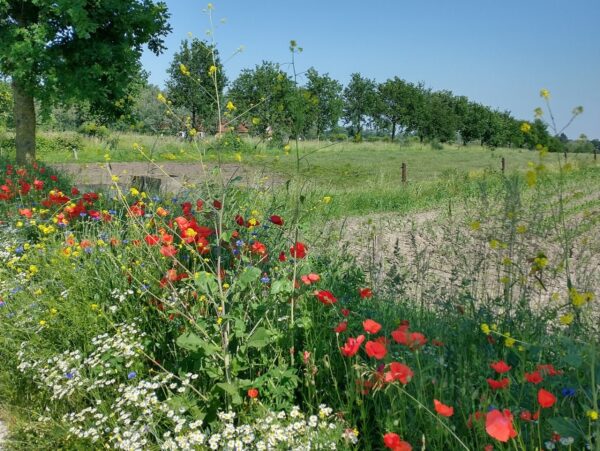 Landbouwlandschap met bloemenborder