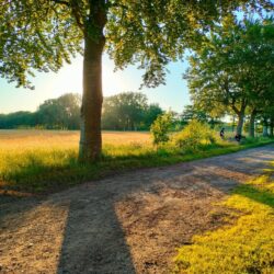 Foto van een boom langs een dreef met ondergaande zon