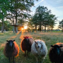 Foto van 4 schapen in de wei met ondergaande zon